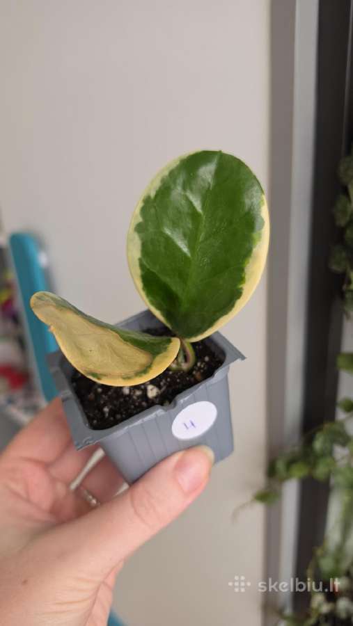 Hoya australis albomarginata - nuotraukos Nr. 4
