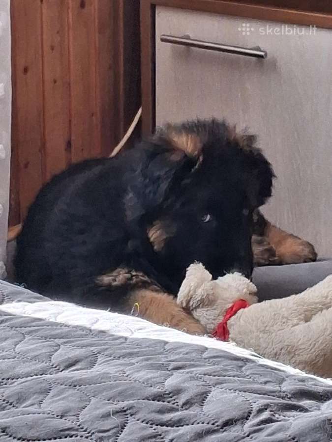 Miela ,draugišja 2.5 mėn kalytė - nuotraukos Nr. 5
