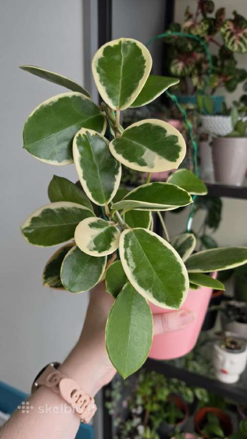 Hoya australis albomarginata - nuotraukos Nr. 5