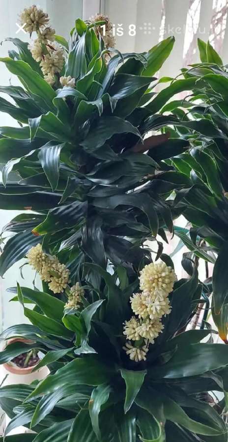 Dracena - nuotraukos Nr. 2