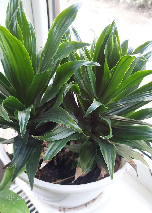 Dracena - nuotraukos Nr. 3