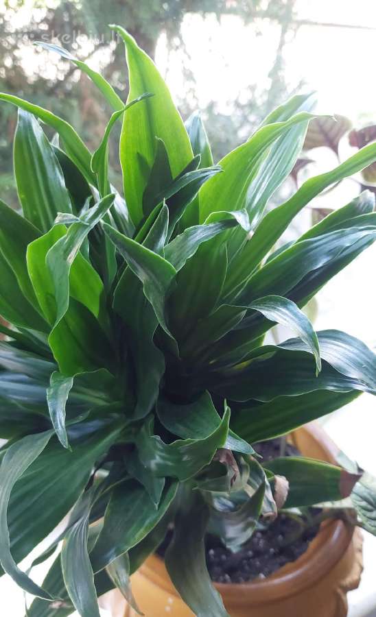 Dracena - nuotraukos Nr. 4