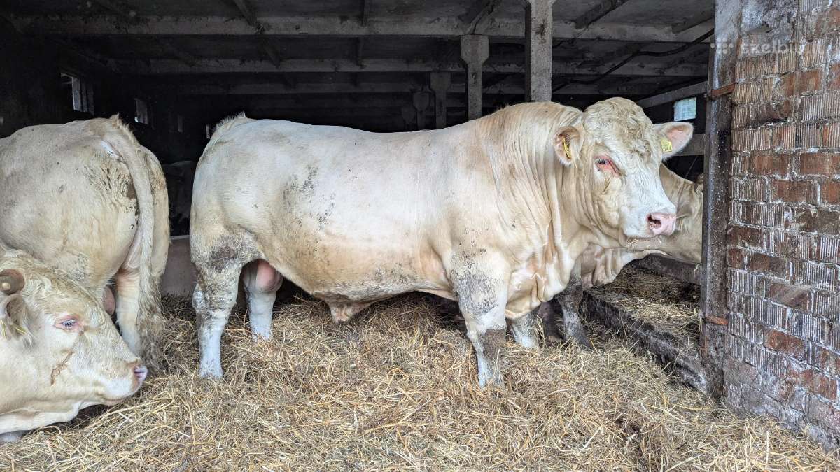 Parduodu šarole bulius - nuotraukos Nr. 2