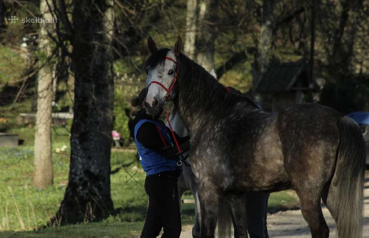 Arabas - nuotraukos Nr. 2