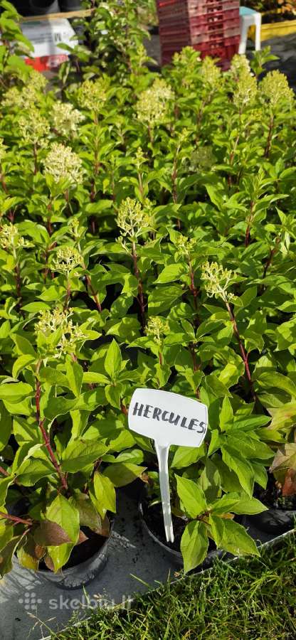 Hortenzijos šluotelinės,veigėlės - nuotraukos Nr. 22