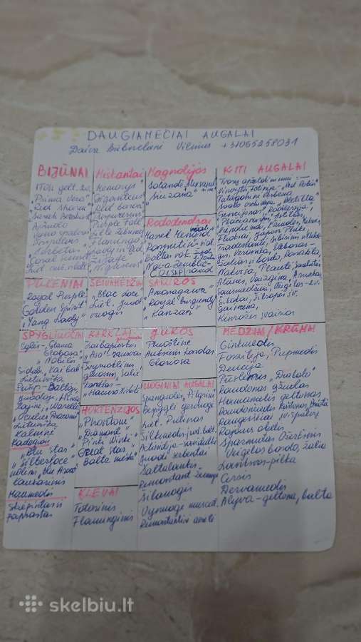 Raudonžiedis kaštonas Briotii - nuotraukos Nr. 5