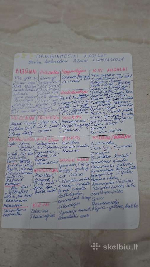Miskantai daugiamečiai - nuotraukos Nr. 16