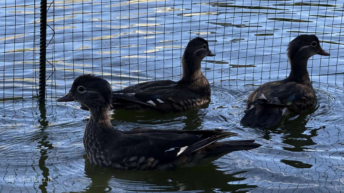 Parduodamos mandarininės antys - nuotraukos Nr. 2