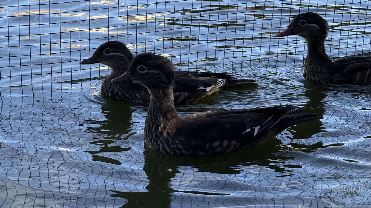Parduodamos mandarininės antys - nuotraukos Nr. 3