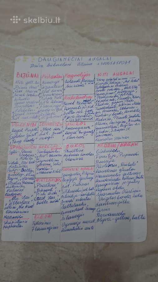 Juodieji serbentai vazonuose - nuotraukos Nr. 7