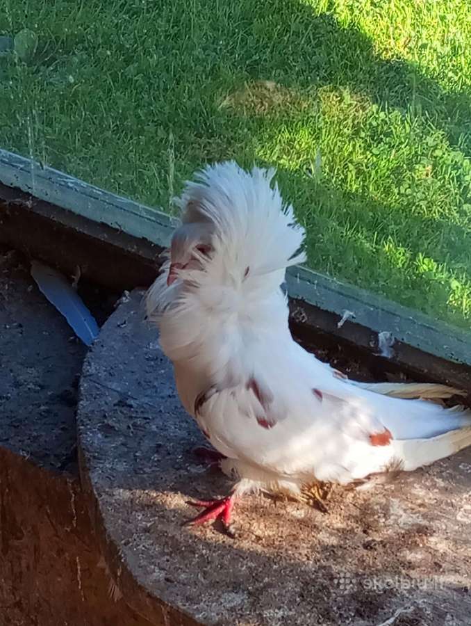 Parduodami Balandžiai - nuotraukos Nr. 5