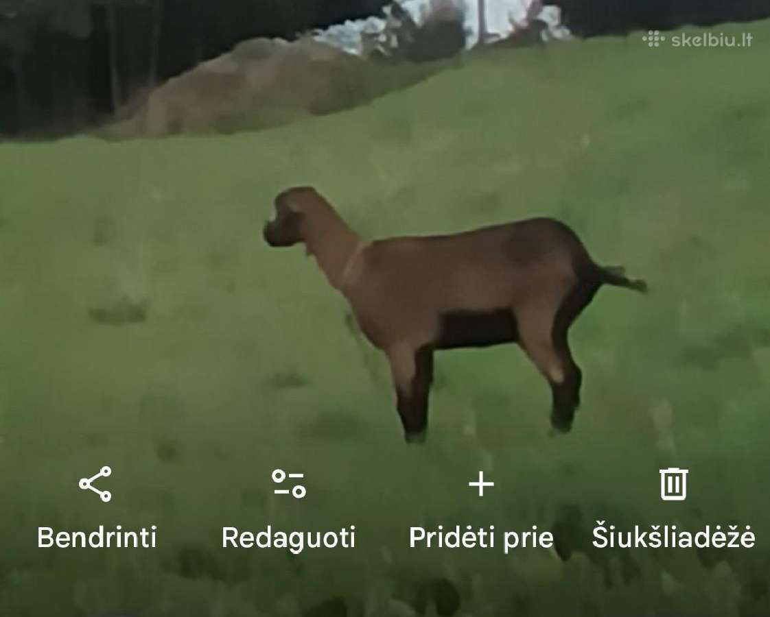 Nemelžiamos 6 ožkos - nuotraukos Nr. 2