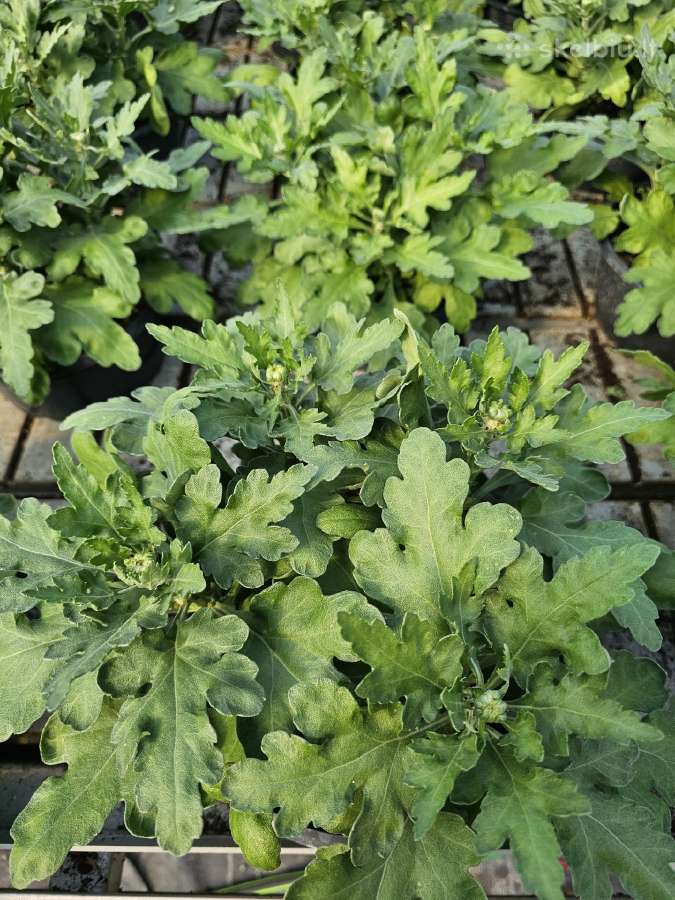 Karališkos chrizantemos - nuotraukos Nr. 8