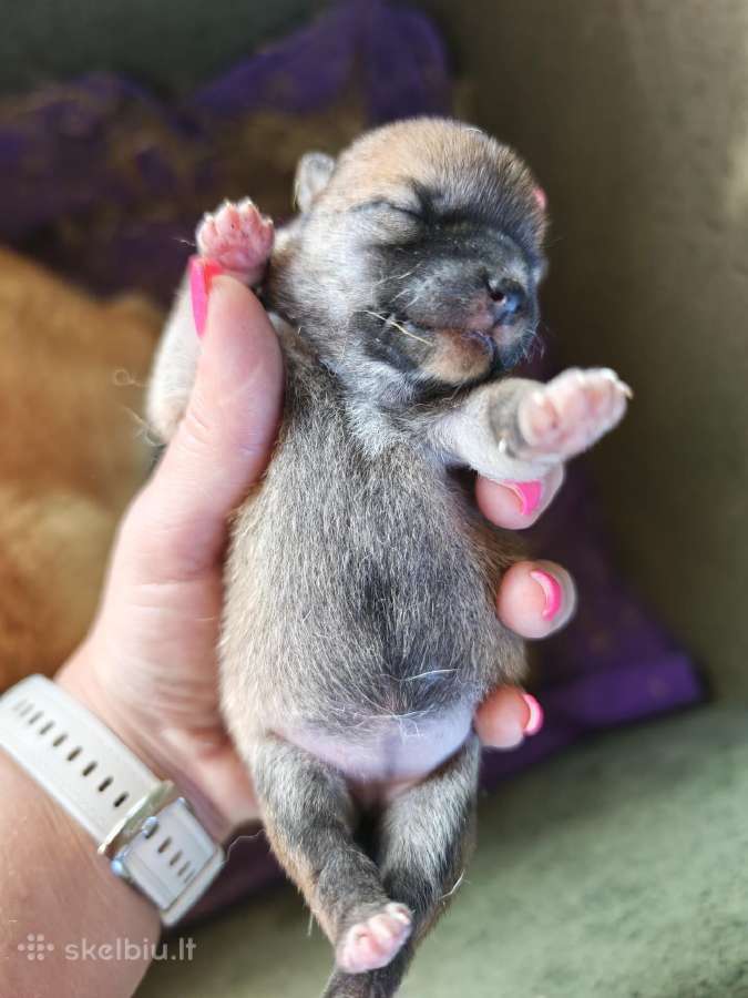 Parduodu Shiba Inu (mergaitė rezervuota) - nuotraukos Nr. 2