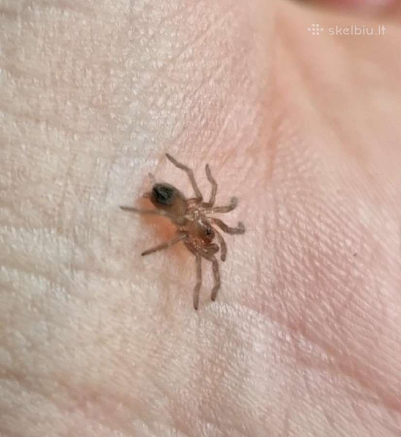 Tarantulai Lasiocyano sazimai, L1-l2 - nuotraukos Nr. 2