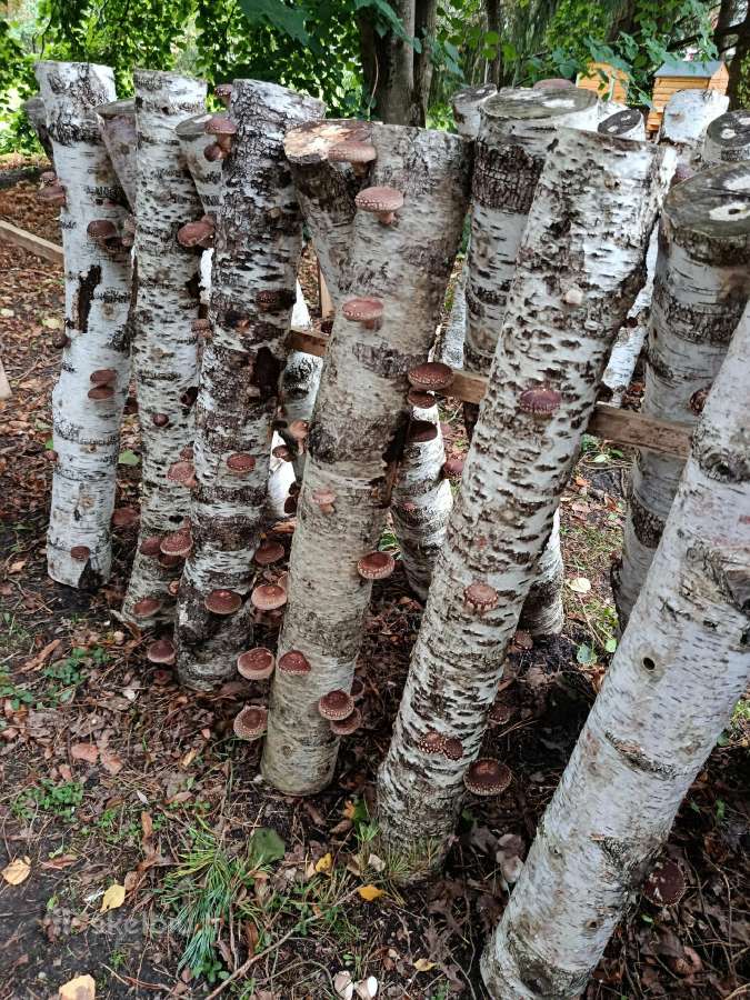 Shiitake grybai - nuotraukos Nr. 2