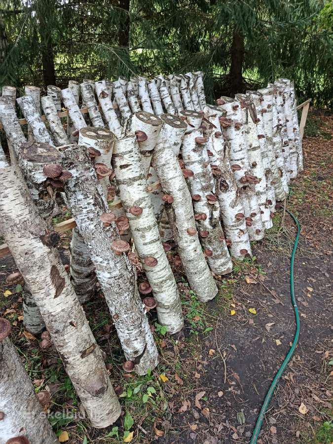 Shiitake grybai - nuotraukos Nr. 3