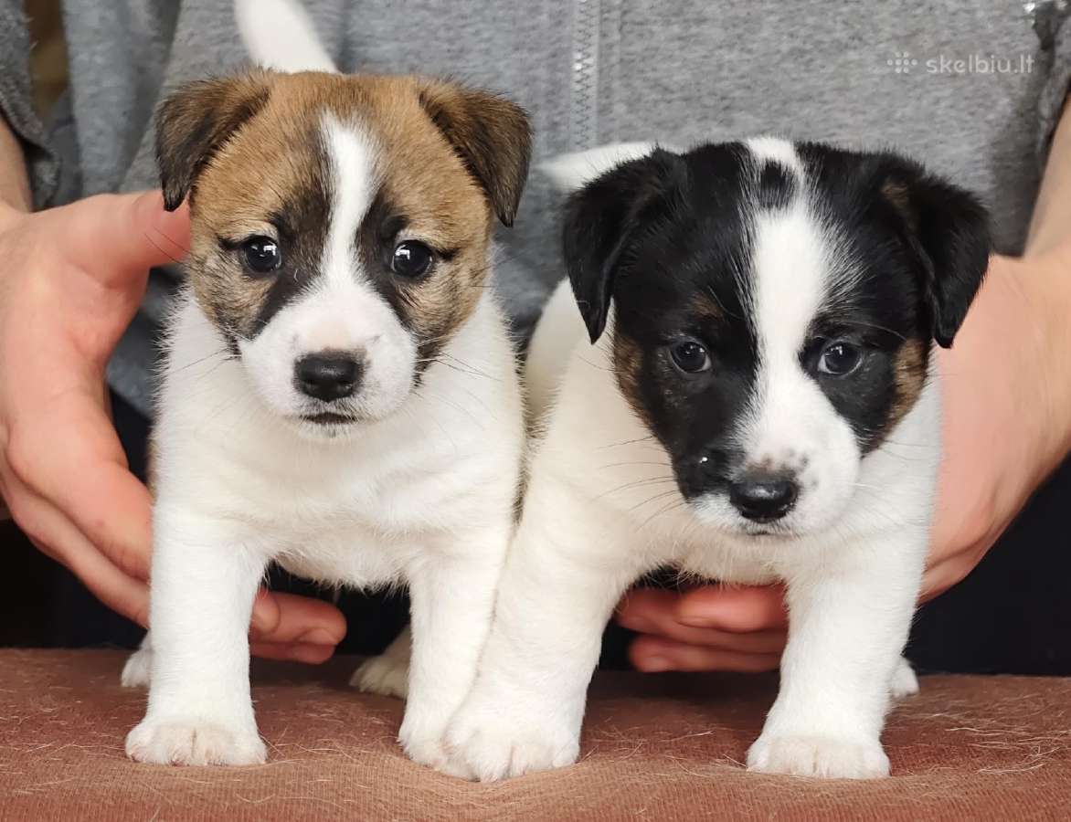 Džeko Raselo terjerai - Jack Russell terrier - nuotraukos Nr. 2