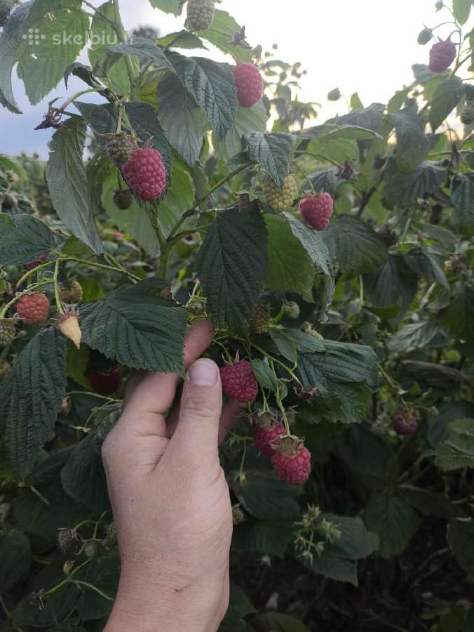 Polka Poemat Imara aviečių daigai iš grunto - nuotraukos Nr. 4
