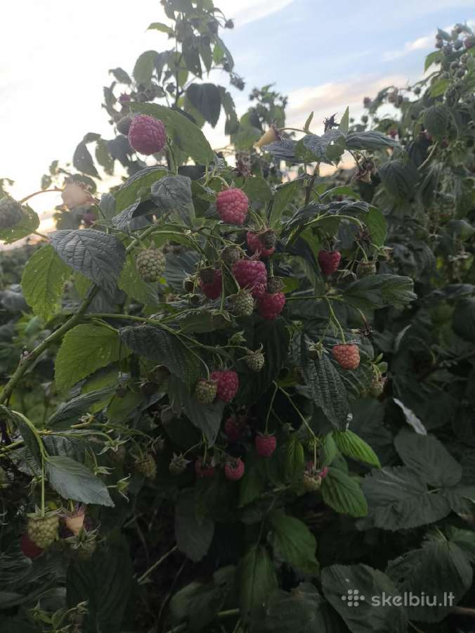 Polka Poemat Imara aviečių daigai iš grunto - nuotraukos Nr. 7