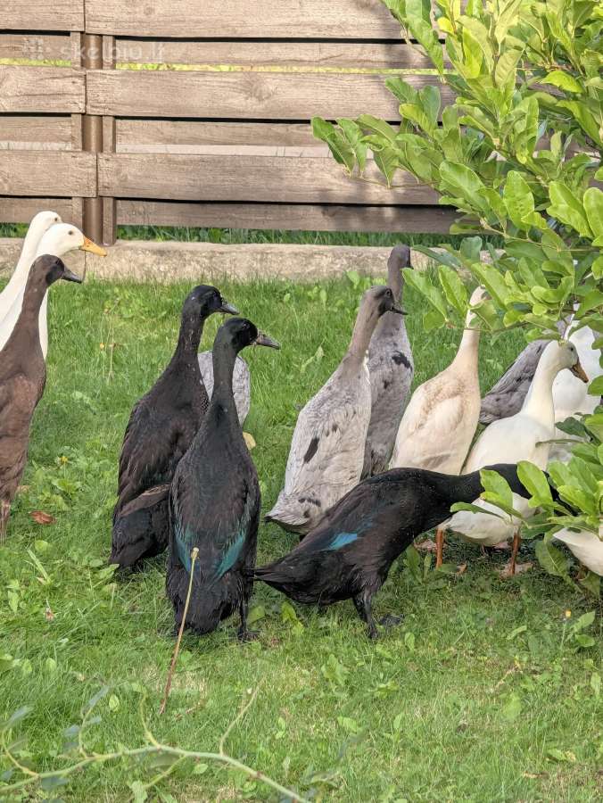 Parduodamos grynaveislės Indijos bėgikės, bėgikai - nuotraukos Nr. 3