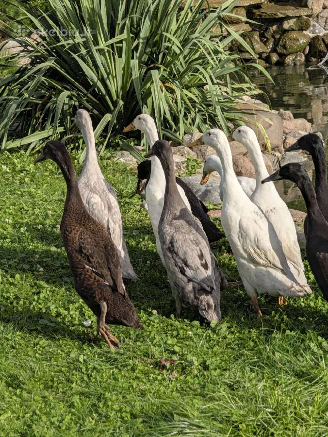 Parduodamos grynaveislės Indijos bėgikės, bėgikai - nuotraukos Nr. 4