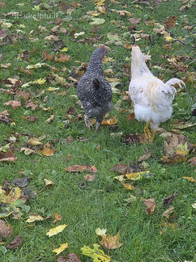 Gaidžiai ir kalakutai nuo 5 iki 25 eur - nuotraukos Nr. 2