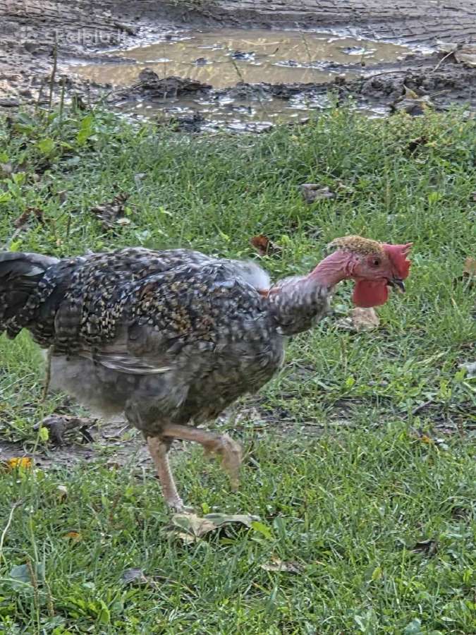 Gaidžiai ir kalakutai nuo 5 iki 25 eur - nuotraukos Nr. 5