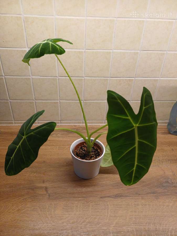 Monstera albo variegata - nuotraukos Nr. 10