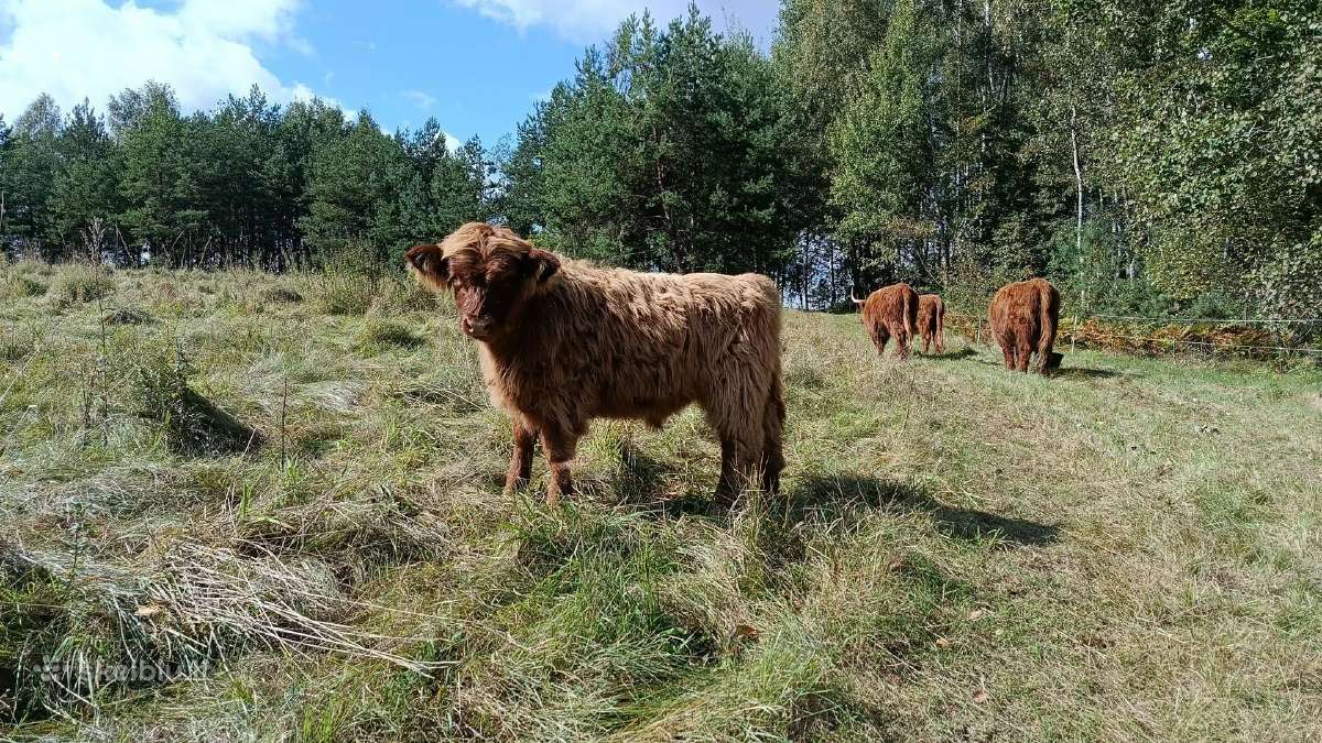 Hailand buliukas - nuotraukos Nr. 2