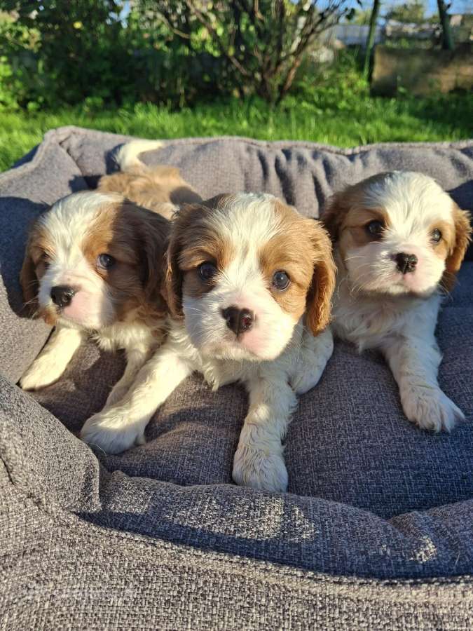 Kavalieriaus Karaliaus Karolio Spanielių šuniuka - nuotraukos Nr. 27