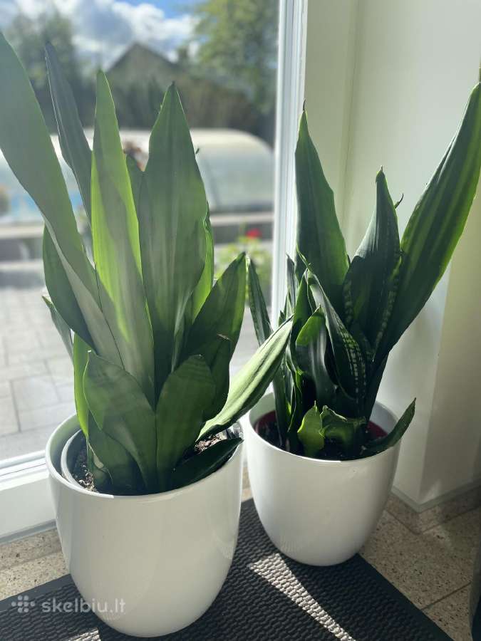 Sansevieria - nuotraukos Nr. 2