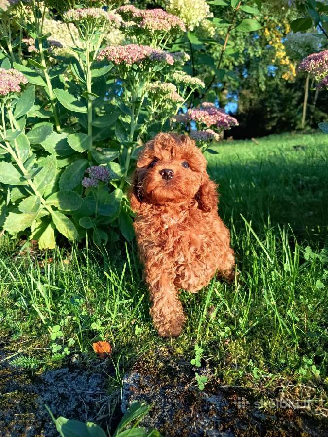 Cavapoo - nuotraukos Nr. 2
