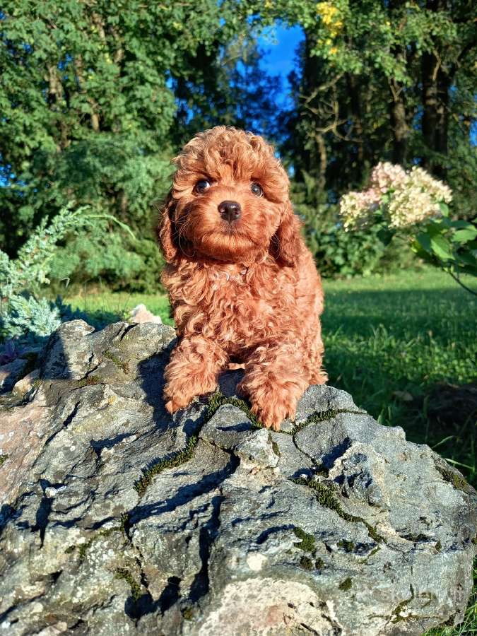 Cavapoo - nuotraukos Nr. 3