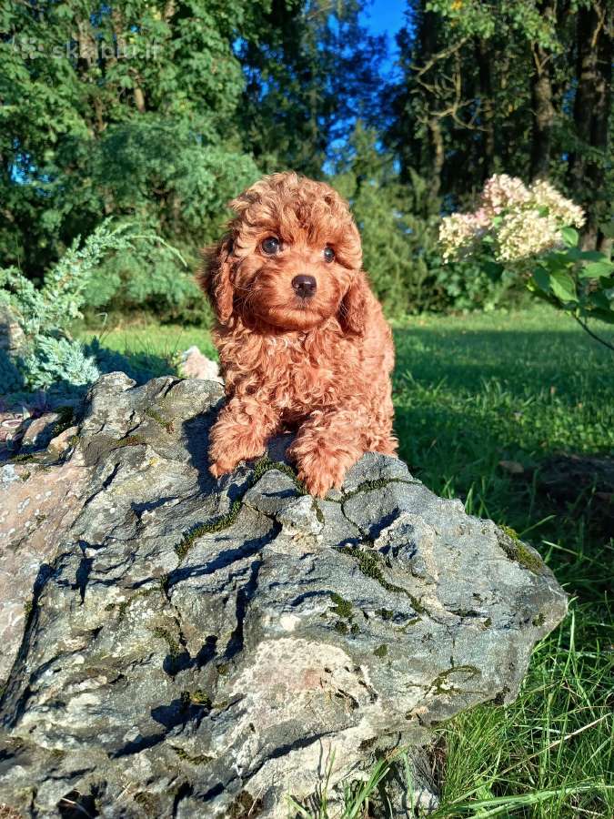 Cavapoo - nuotraukos Nr. 4