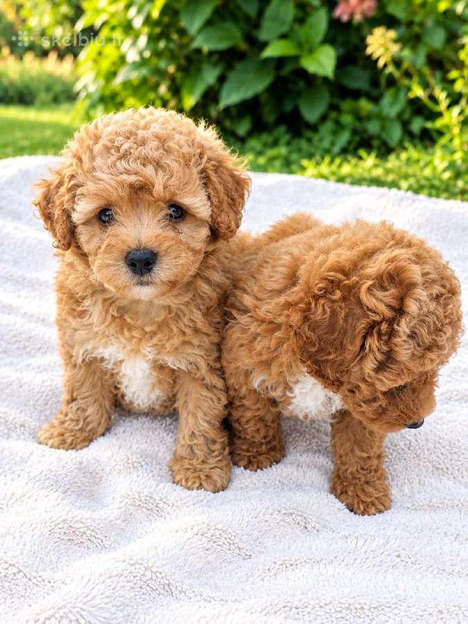 Maltipoo - nuotraukos Nr. 6