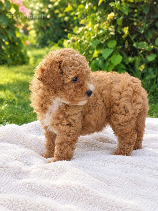 Maltipoo - nuotraukos Nr. 8