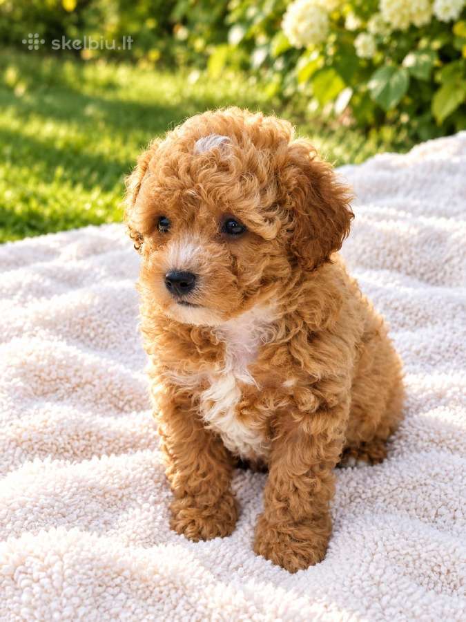 Maltipoo - nuotraukos Nr. 9
