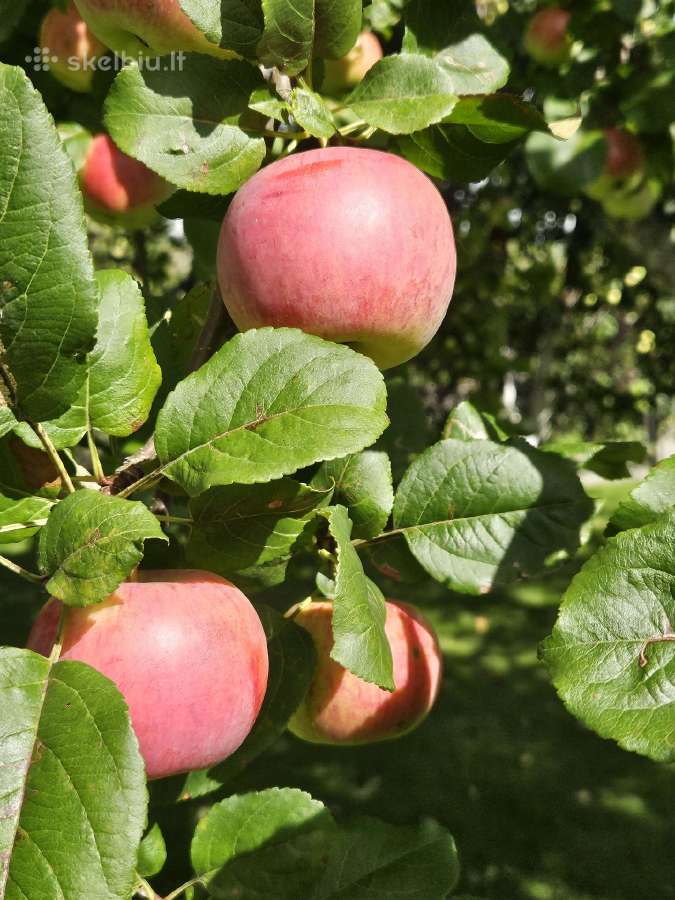 Obuoliai Klaipėdoje - nuotraukos Nr. 7