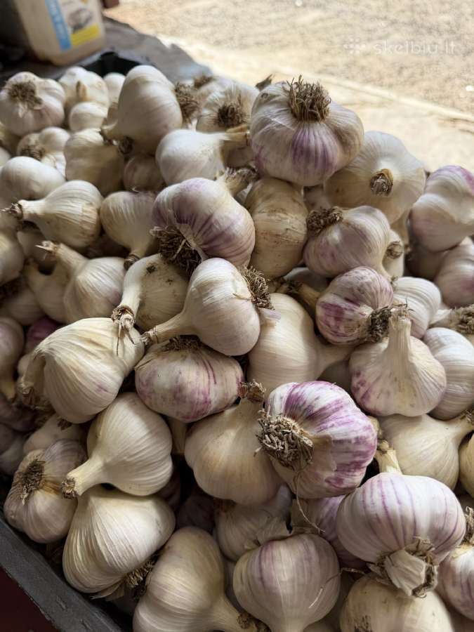 Parduodami česnakai Liubaša 400kg - nuotraukos Nr. 2