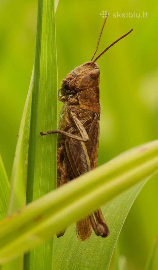 Canon Ef 24-105mm F/4 L ir 24-70mmf4 L Macro - nuotraukos Nr. 20