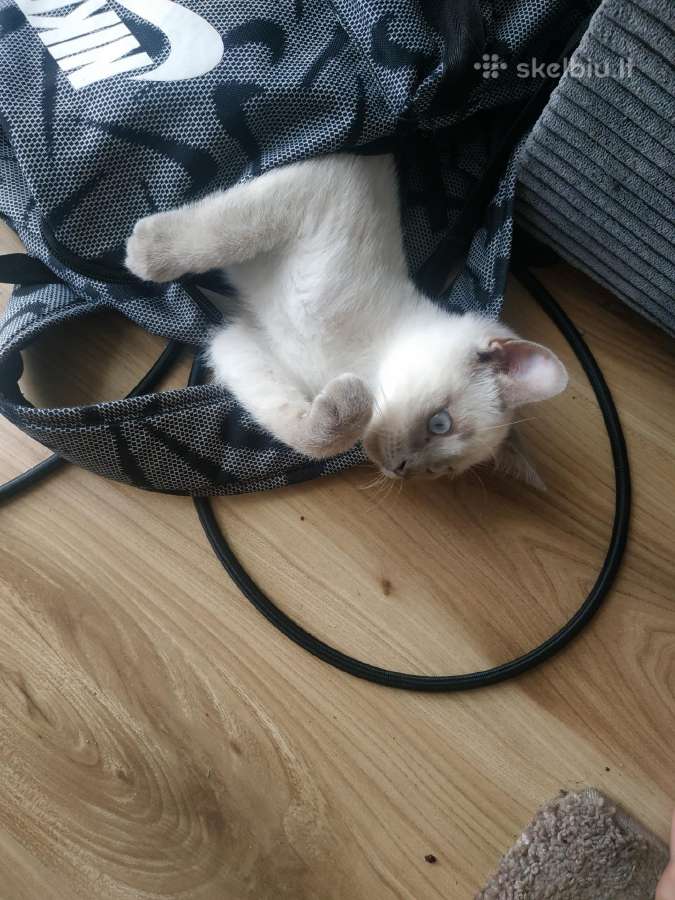 Meilus ir žaismingas katinėlis ieško mylinčių šeim - nuotraukos Nr. 2
