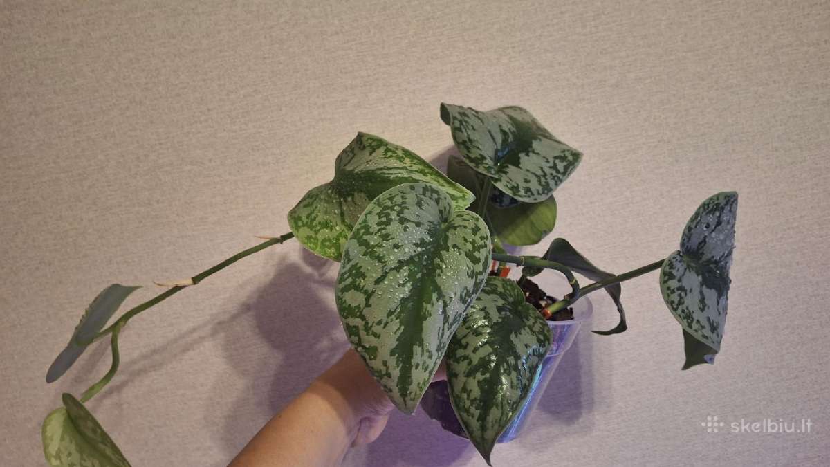 Scindapsus pictus trebie - nuotraukos Nr. 2