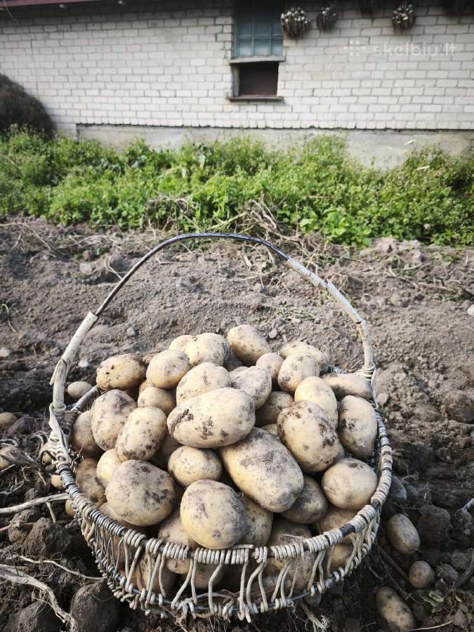 Ekologiški mėlynieji česnakai, bulvės - nuotraukos Nr. 5