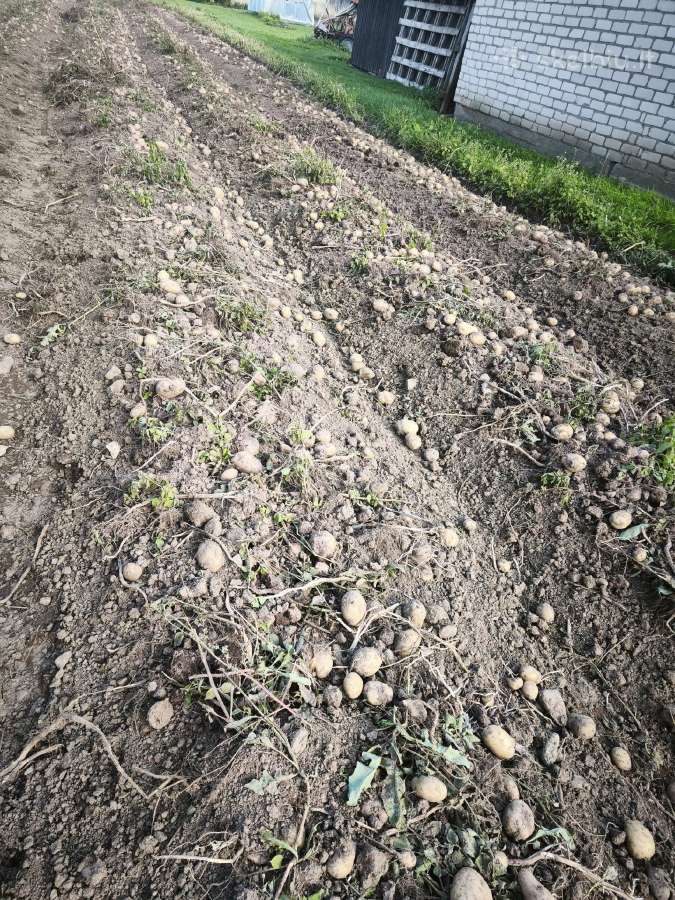 Ekologiški mėlynieji česnakai, bulvės - nuotraukos Nr. 6