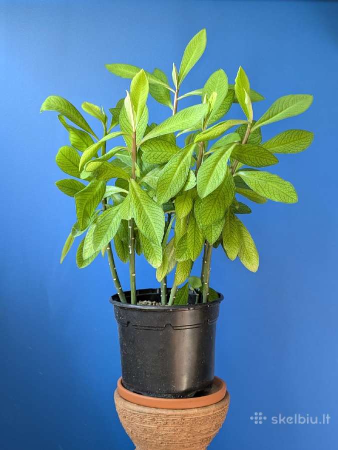 Sukulentas, kaip medis – Euphorbia grantii - nuotraukos Nr. 2