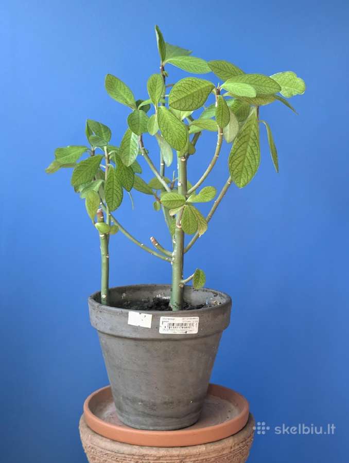 Sukulentas, kaip medis – Euphorbia grantii - nuotraukos Nr. 3