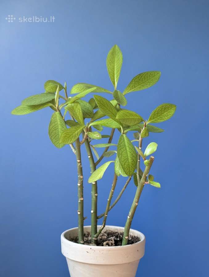 Sukulentas, kaip medis – Euphorbia grantii - nuotraukos Nr. 4