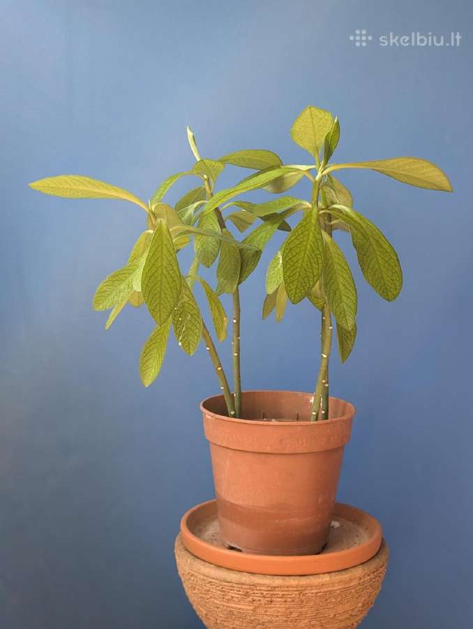 Sukulentas, kaip medis – Euphorbia grantii - nuotraukos Nr. 5