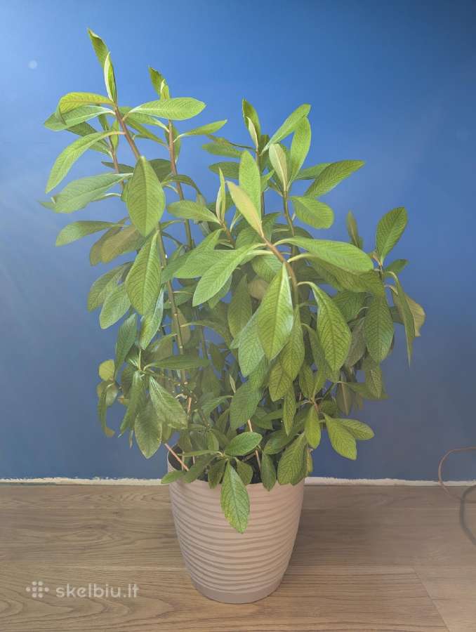 Sukulentas, kaip medis – Euphorbia grantii - nuotraukos Nr. 6